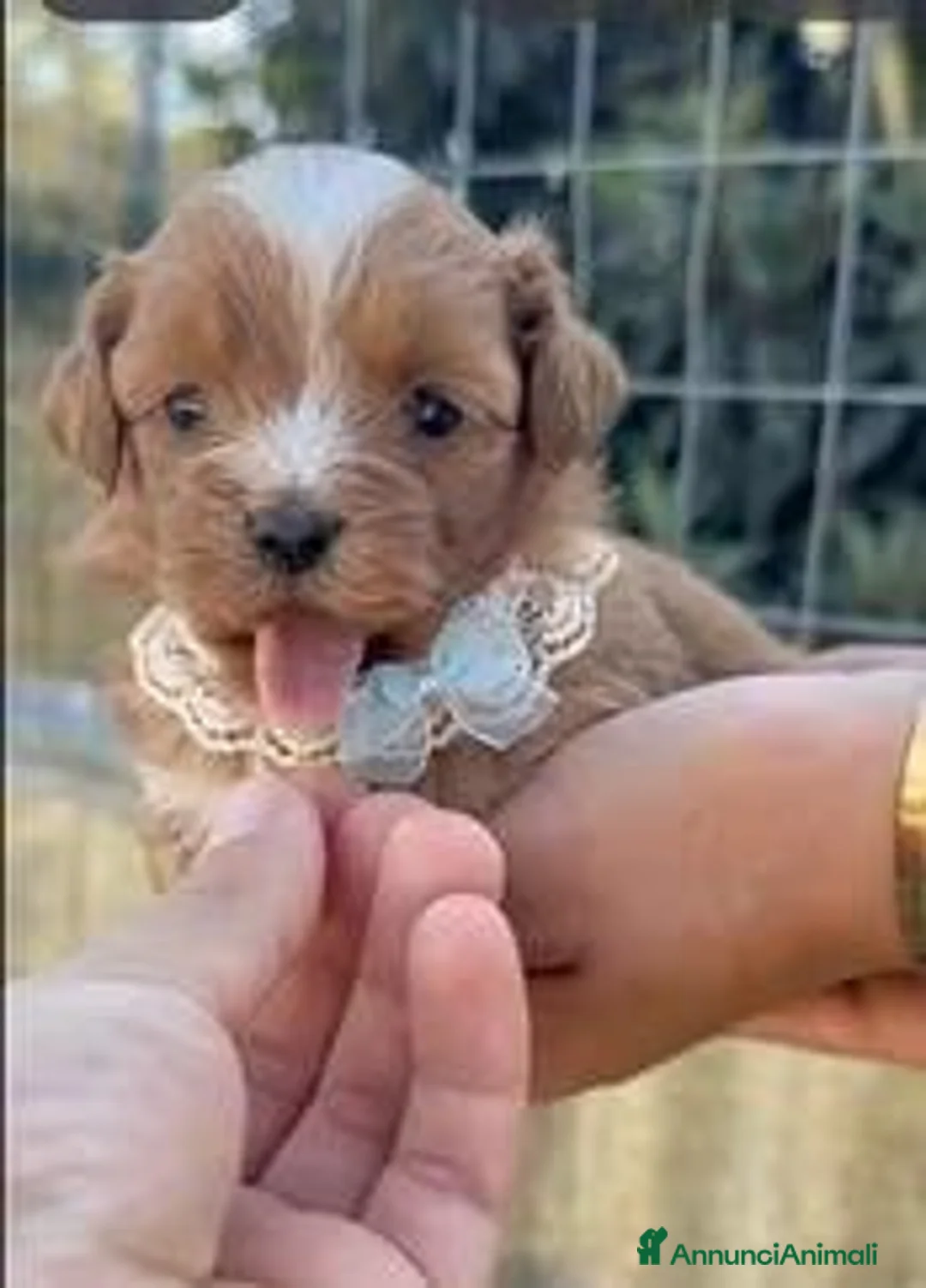 Maltipoo cani in vendita: maltipoo mini mini toy - Annuncio 4