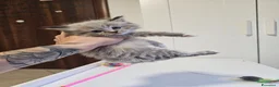 Siberiano gatti in vendita: Gattini siberiani ipoallergenici  - Annuncio 14