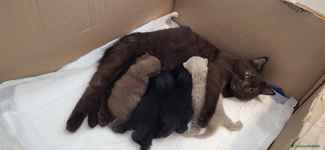 British gatti in vendita: 2 cuccioli british shorthair chocolate maschi a Città metropolitana di Milano - Immagine 6