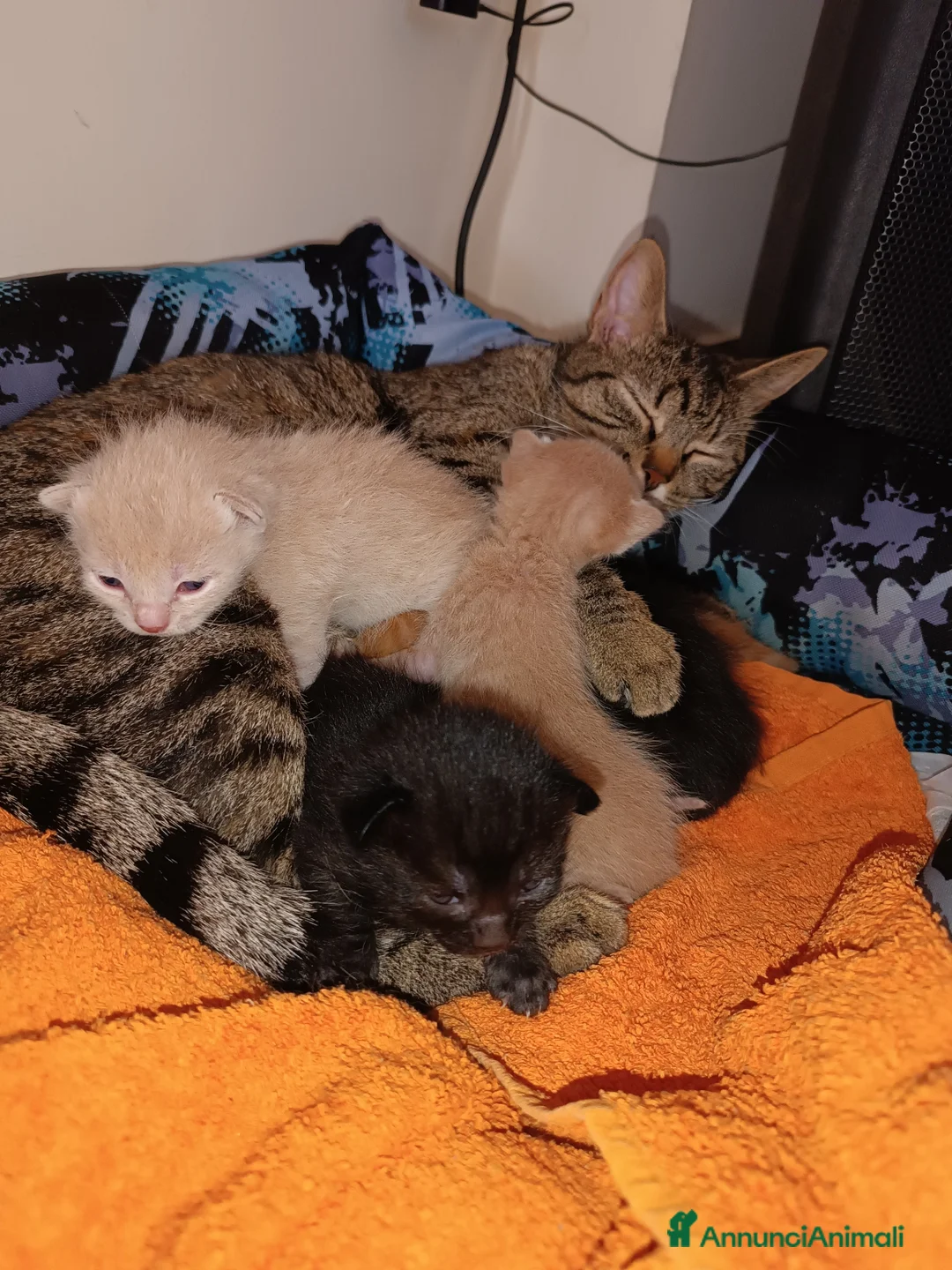 Altre razze gatti in regalo: Gattini - Annuncio 2