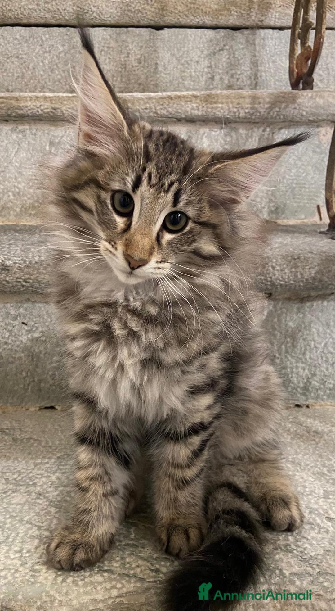 Norvegese gatti in vendita: CUCCIOLI GATTO NORVEGESE DELLE FORESTE - Annuncio 8