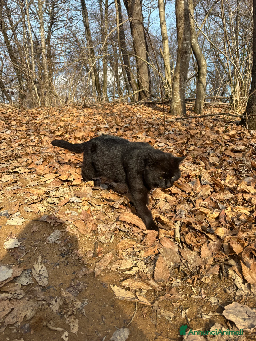 Meticcio gatti in regalo: Gatto cerca nuova casa, urgente!  - Annuncio 3