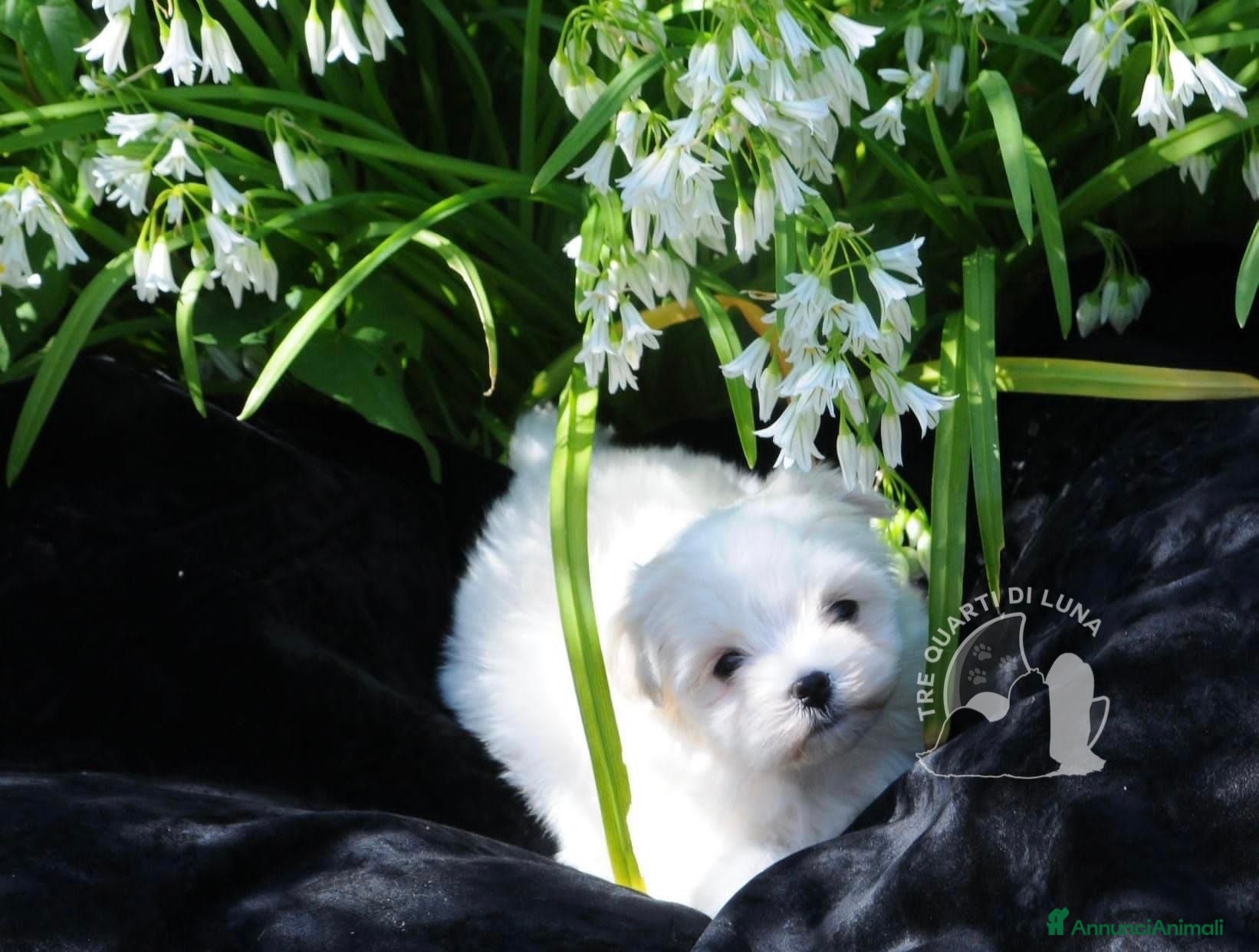 Maltese cani Maltese Toy Cucciolo Trequartidiluna - Annuncio 4