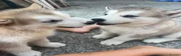Alaskan Malamute cani in vendita: cucciolata di Alaskan Malamute - Annuncio 6