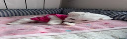 Maltese cani in vendita: Cuccioli di maltese  - Annuncio 7