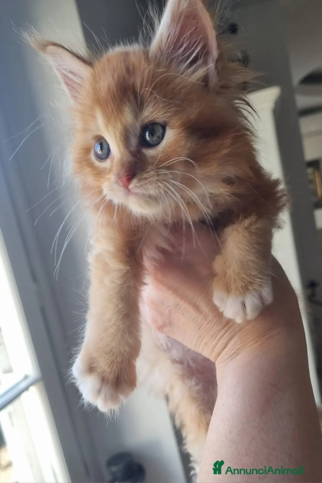 Maine Coon gatti in vendita: Mainecoon pedigree ANFI  a Città metropolitana di Roma Capitale - Annuncio 5