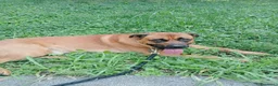 Meticcio cani per accoppiamento: Maschio per accoppiamento  - Annuncio 1
