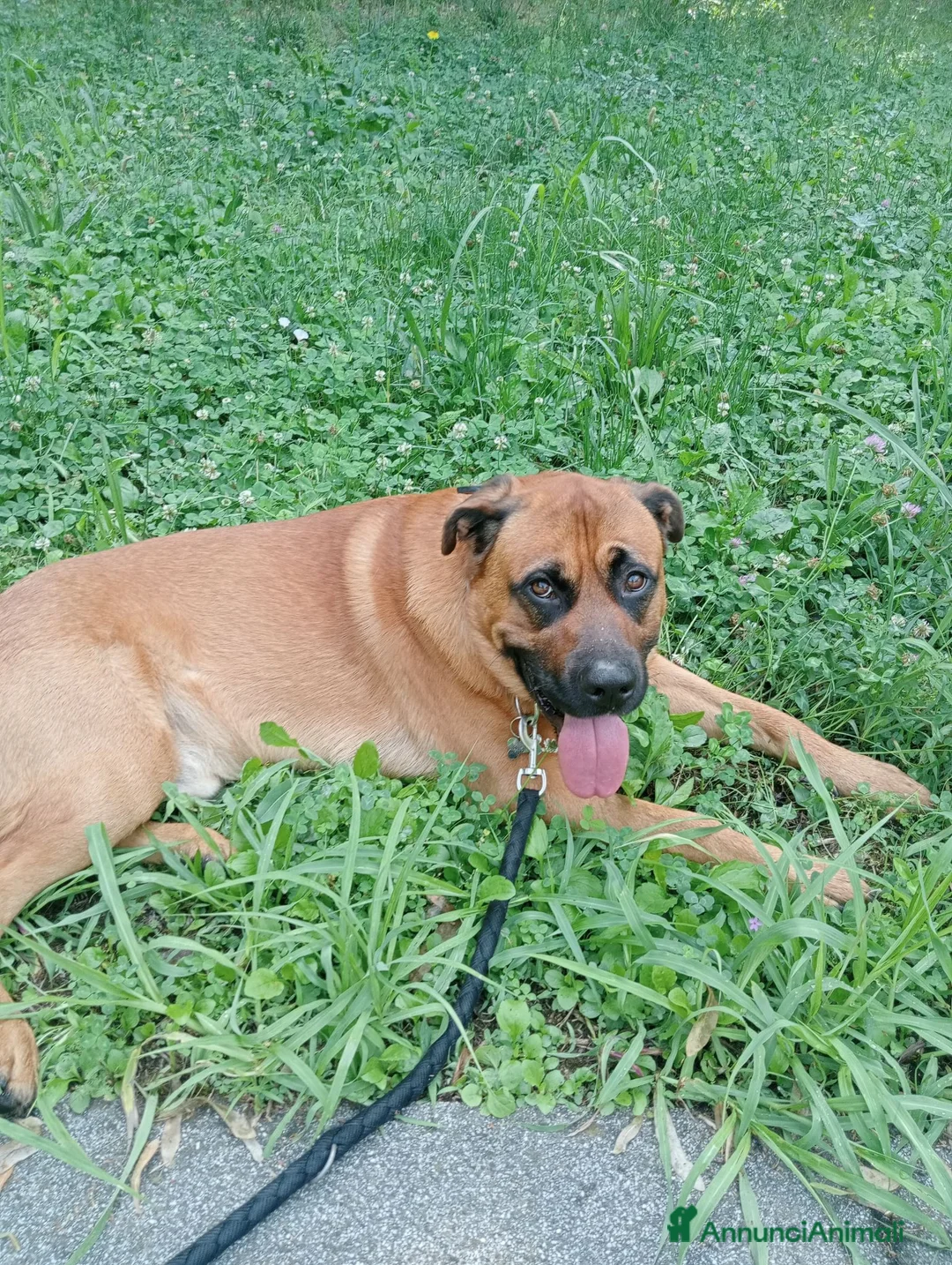 Meticcio cani per accoppiamento: Maschio per accoppiamento  - Annuncio 1