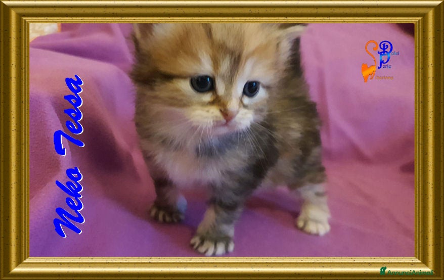 Siberiano gatti cuccioli gattini siberiani  - Annuncio 2