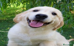 Golden Retriever cani in vendita: Cucciolo Golden Retriever a Provincia di Alessandria - Immagine 1