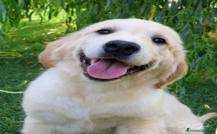 Golden Retriever cani a Provincia di Alessandria - Annuncio 1