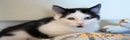 Europeo gatti in regalo: DOLCISSIMO GATTINO PELO SEMI LUNGO E MORBIDISSIMO a Città metropolitana di Milano - Annuncio 1