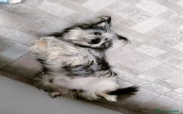 Meticcio cani in regalo: LA TENERA JOY - Immagine 6