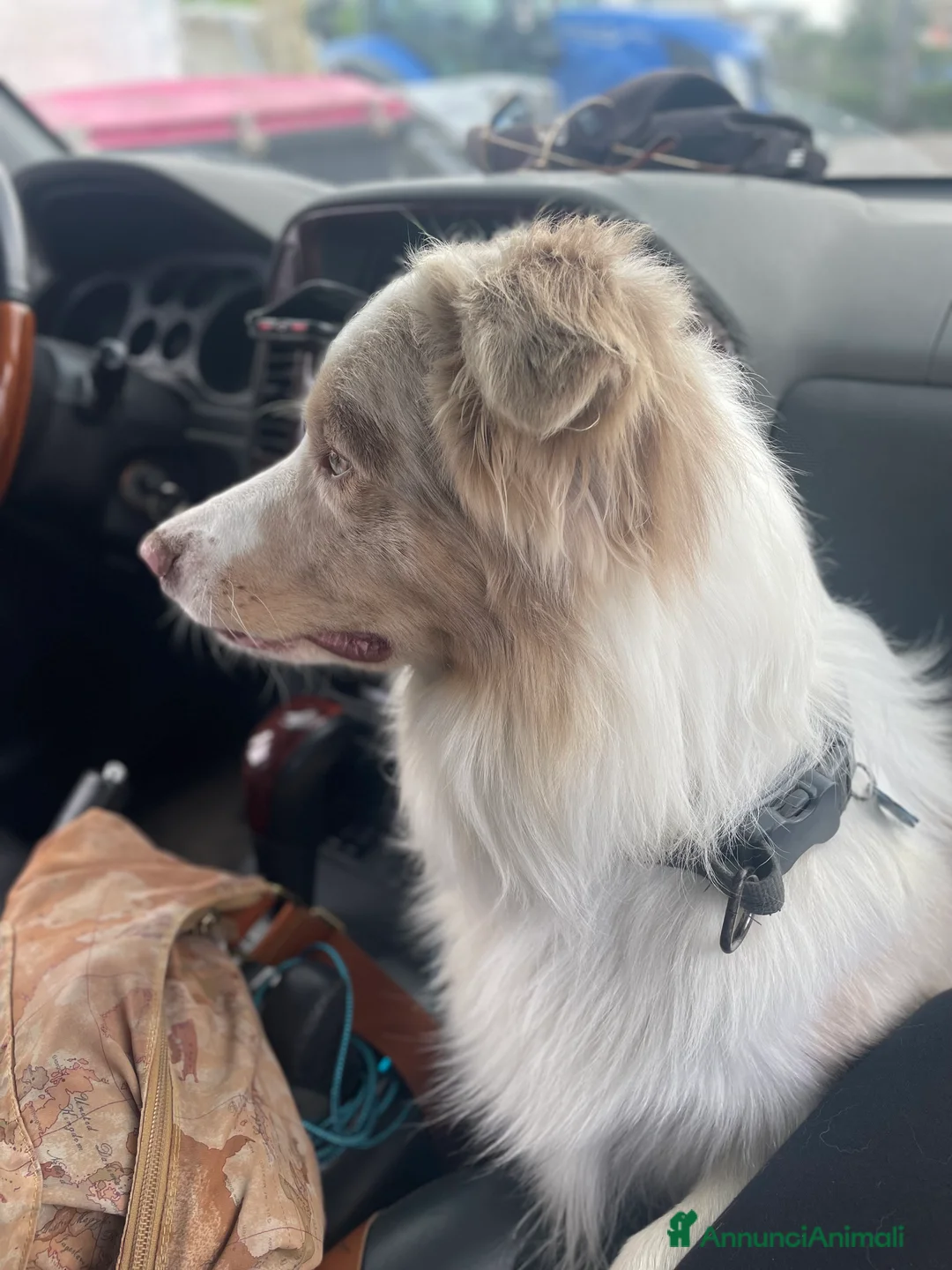 Border Collie cani per accoppiamento: Border Collie, disponibile per accoppiamenti. a Città Metropolitana di Venezia - Annuncio 8