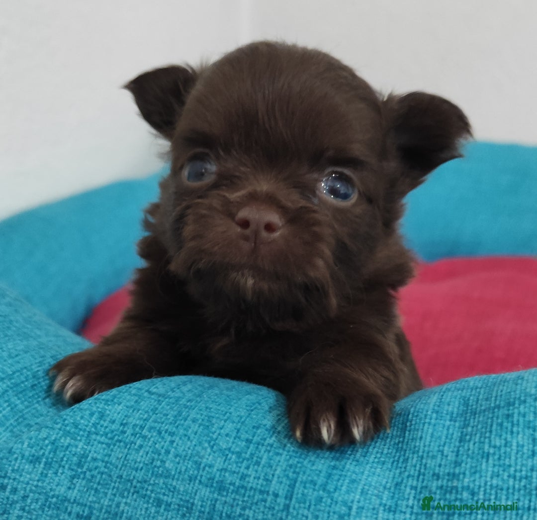 Chihuahua cani in vendita: Cuccioli di chihuahua a pelo lungo - Immagine 3