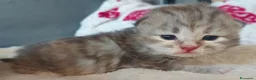 Siberiano gatti in vendita: Cuccioli di gatto Siberiano Certificati  - Annuncio 4
