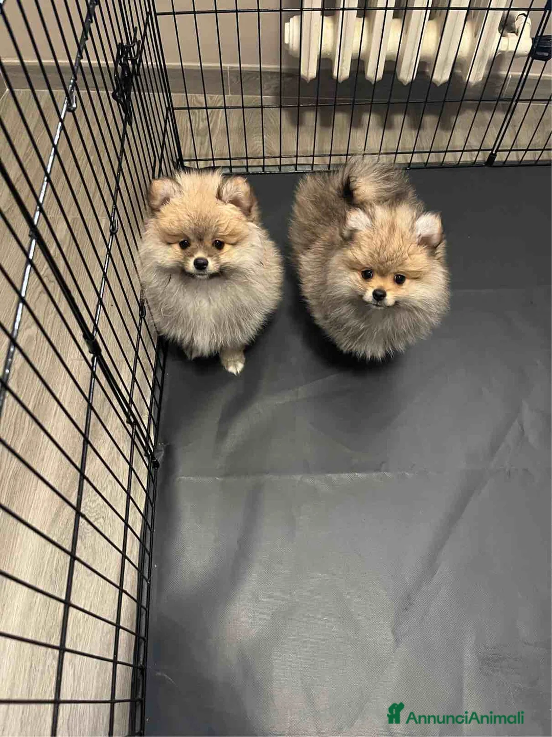 Immagine della galleria {{count}}