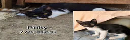 Altre razze gatti in regalo: SERVONO ADOZIONI PER SALVARLI  a Provincia di Modena - Annuncio 6