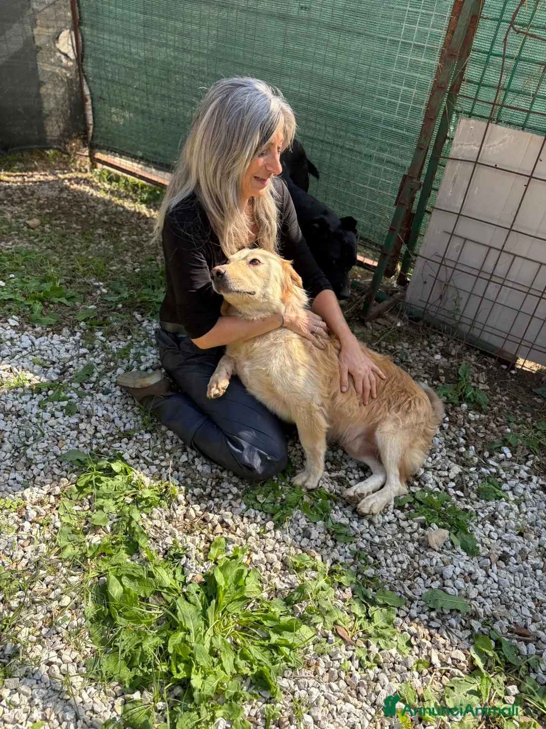 Meticcio cani in regalo: Oscar, un mare di dolcezza - Annuncio 2