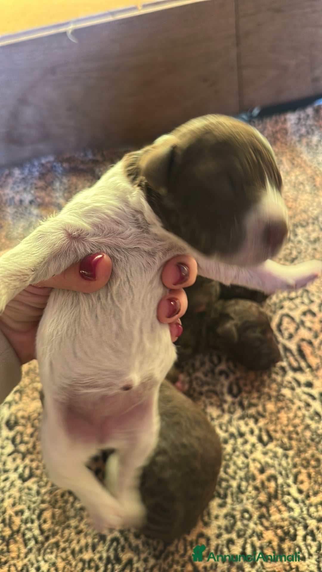 Lagotto cani in vendita: cuccioli Lagotto - Annuncio 5