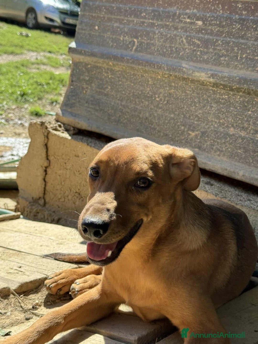 Meticcio cani in regalo: ARON e ARES, i cuccioli dolcissimi INVISIBILI! - Annuncio 3