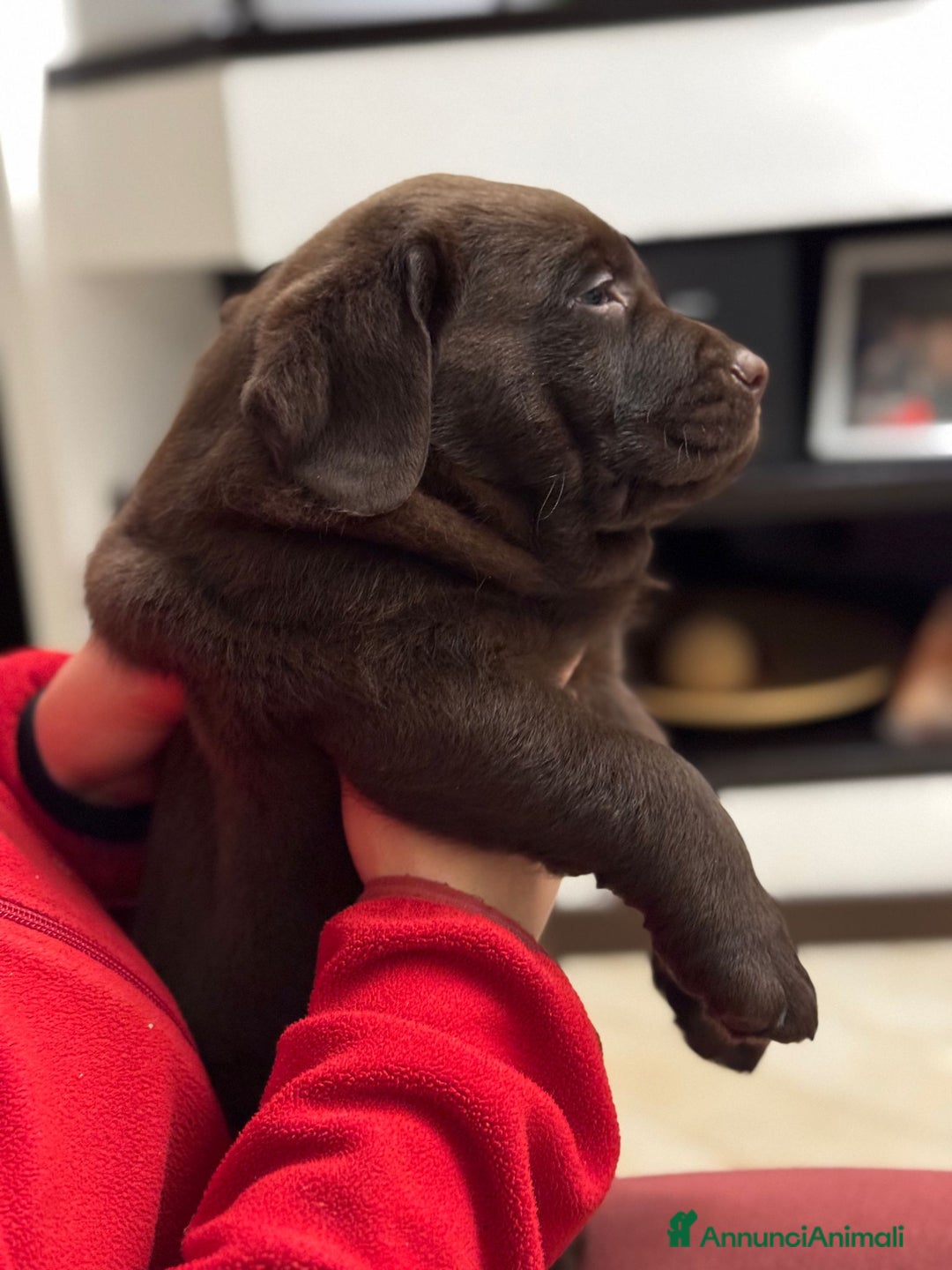 Labrador cani in vendita: Meraviglioso cucciolo di labrador chocolate puro a Città metropolitana di Palermo - Immagine 10