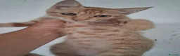 Meticcio gatti in regalo: GATTINA MERAVIGLIOSA - Annuncio 3