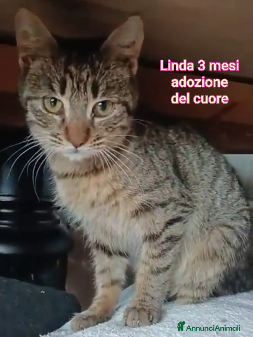 Europeo gatti in regalo: GATTINI SOLI ED ESCLUSI!  - Annuncio 2