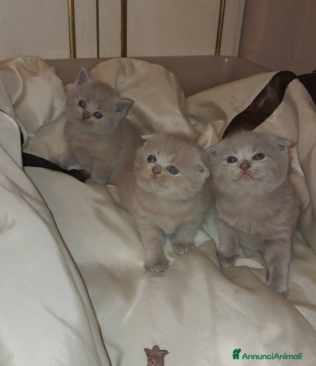 British gatti in vendita: Scottish straight maschio 2,5 mesi  - Annuncio 3
