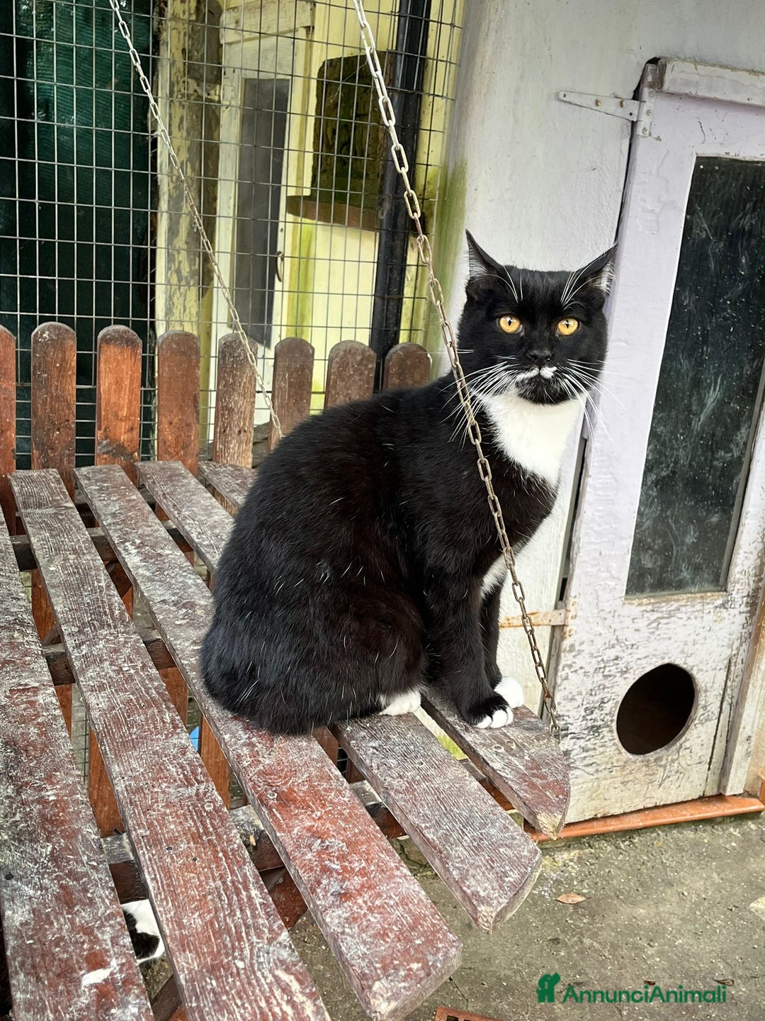 Europeo gatti in regalo: Gattino bianco e nero - Annuncio 5