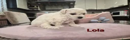 Maltese cani in vendita: Cuccioli maltesi femmine pelo riccio  - Annuncio 3