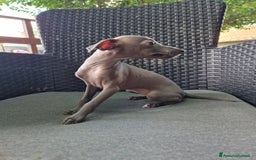 Levriero cani in vendita: Piccolo levriero italiano  a Provincia di Prato - Immagine 9