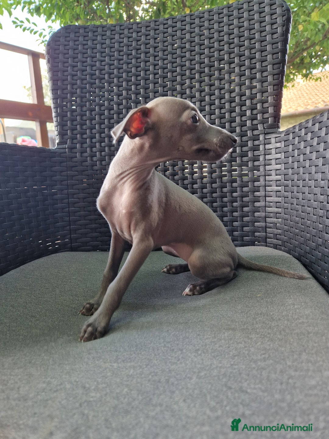 Levriero cani in vendita: Piccolo levriero italiano  a Provincia di Prato - Immagine 9