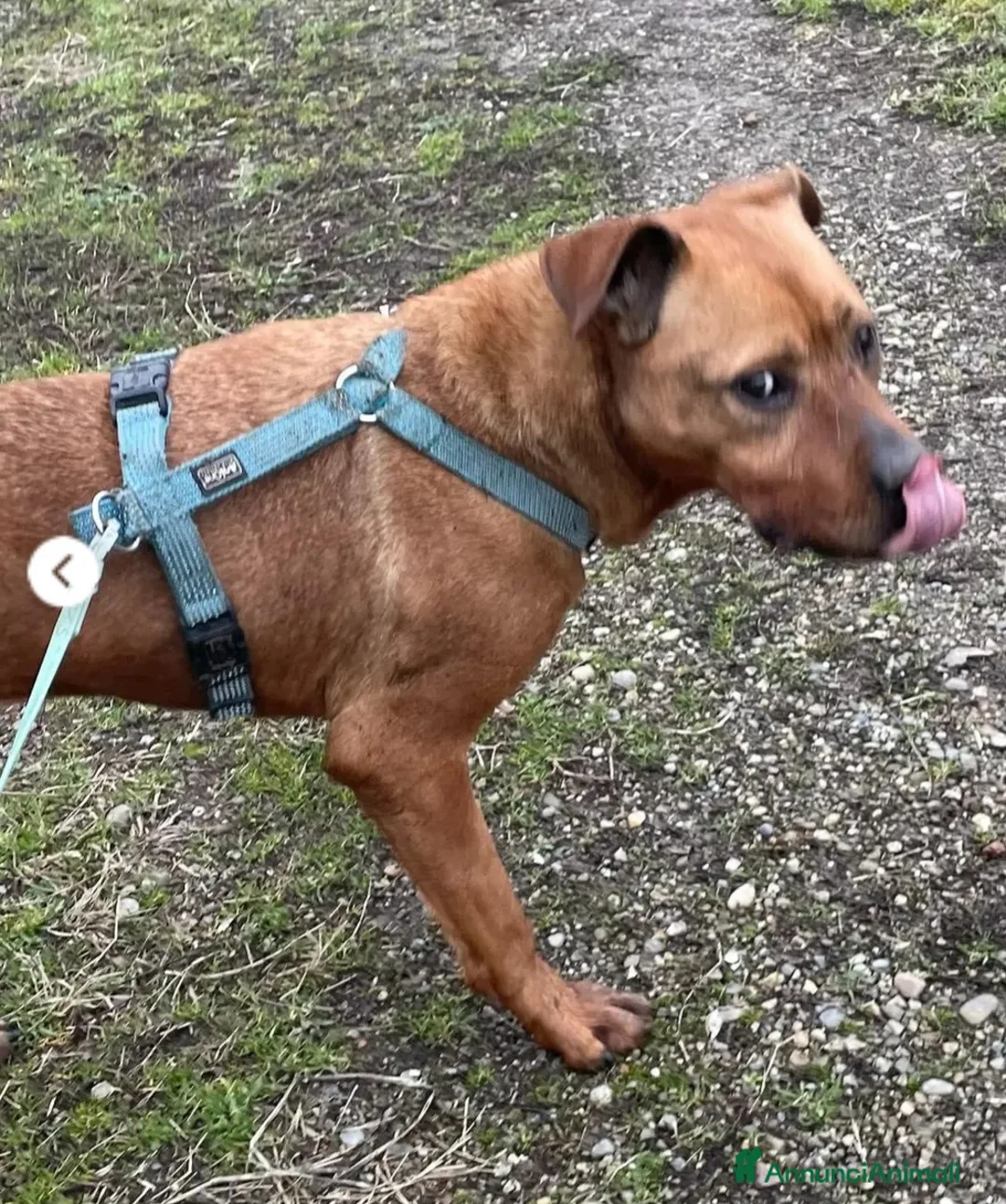 Meticcio cani in regalo: Zara molossina x 9anni chiusa in box MILANO SOS  - Annuncio 2