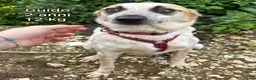 Meticcio cani in regalo: Cani di taglia piccola e contenuta  a Provincia di Pistoia - Annuncio 7