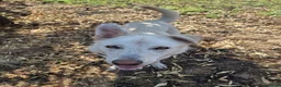 Meticcio cani in regalo: LUNA 🩷 un vulcano di amore e allegria!  😍 a Provincia di Treviso - Annuncio 4