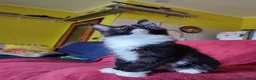 Maine Coon gatti in vendita: Meravigliose sorelline Maine Coon disponibili - Annuncio 9