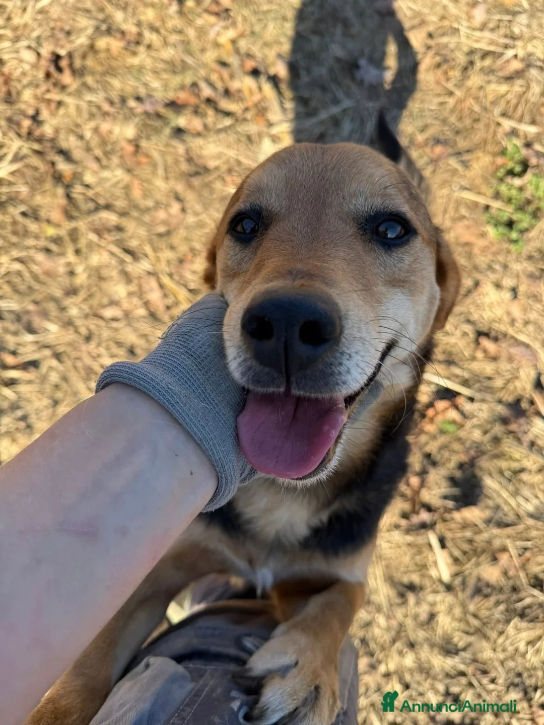 Meticcio cani in regalo: SETH, nanetto super coccolone. TG PICCOLA. - Annuncio 4