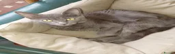 Meticcio gatti in regalo: Regalo gattini abbandonati  a Provincia di Vicenza - Annuncio 8