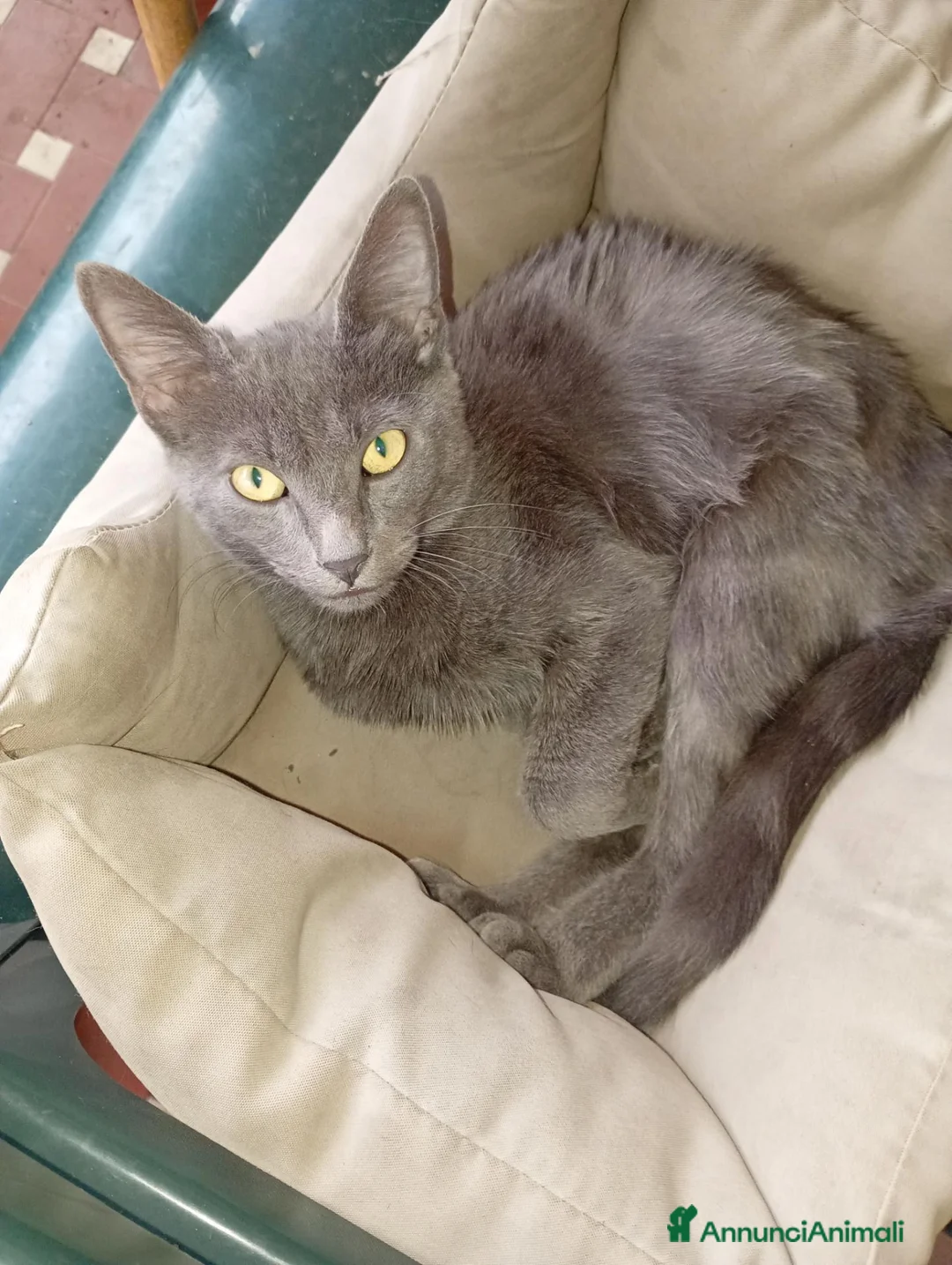 Meticcio gatti in regalo: Regalo gattini abbandonati  a Provincia di Vicenza - Annuncio 8