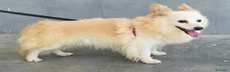 Meticcio cani in regalo: Linus 6 anni Taglia piccola  - Annuncio 2