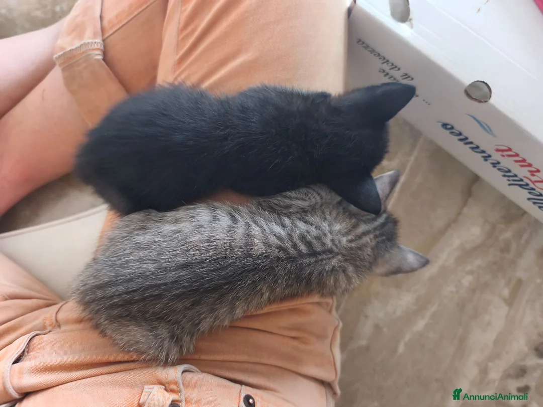Meticcio gatti in regalo: Ecco a voi Lupin e Jigen!! - Annuncio 2