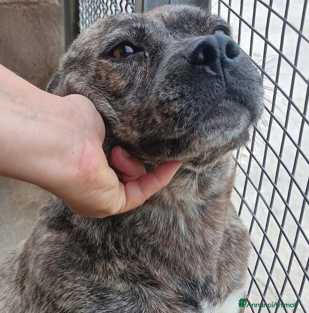 Meticcio cani in regalo: CETTINA simil pit 3 anni cerca casa a Provincia di Latina - Annuncio 3