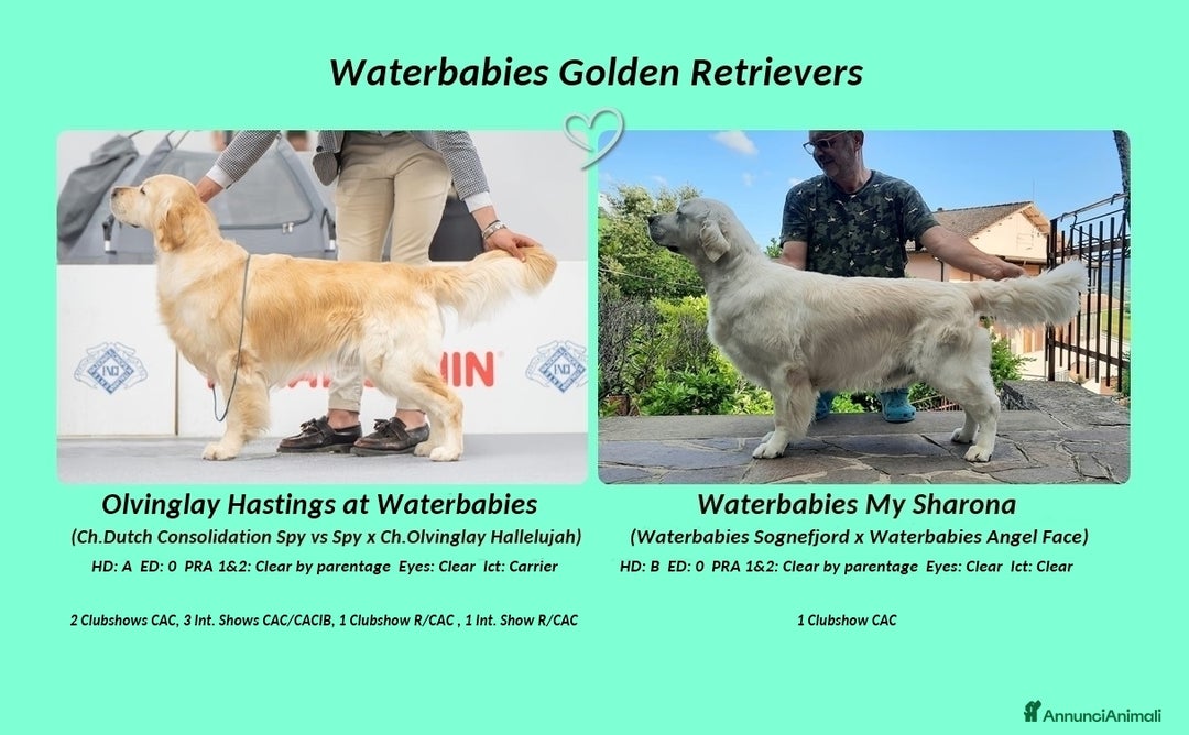 Golden Retriever cani in vendita: Cucciolo di Golden Retriever  - Annuncio 2