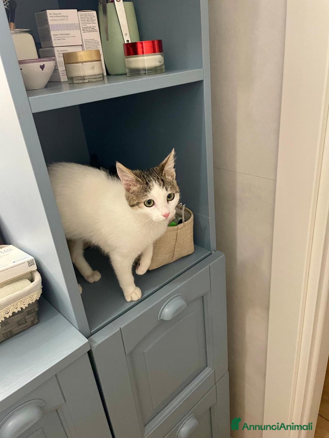 Europeo gatti in regalo: Gattina di 3 mesi - Annuncio 2