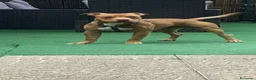 Pitbull cani in regalo: Cucciolo di American Pitbull UKC  - Annuncio 2
