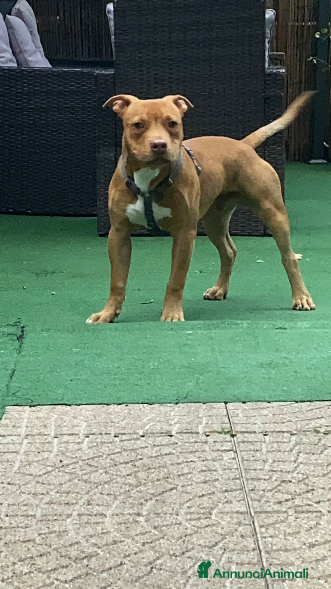 Pitbull cani in regalo: Cucciolo di American Pitbull UKC  - Annuncio 2