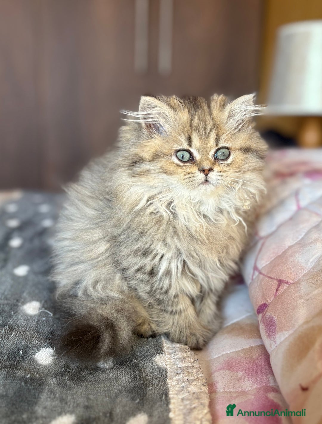 Persiano gatti in vendita: Dolcissima femmina di persiano - Annuncio 3