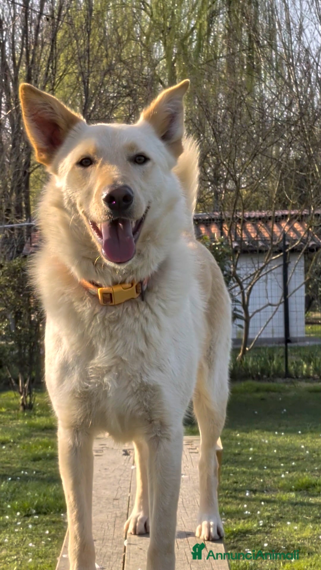 Meticcio cani Romeo 2 anni super intelligente cerca casa 🙏🏻 - Annuncio 2