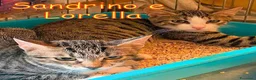 Europeo gatti in regalo: SANDRINO E LORELLA DOLCISSIMI E AFFETTUOSI - Annuncio 3